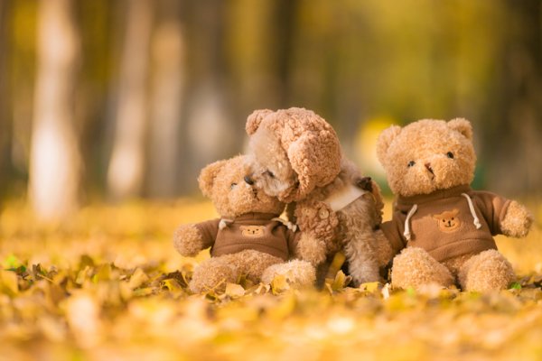 七星 狗狗中的运动员